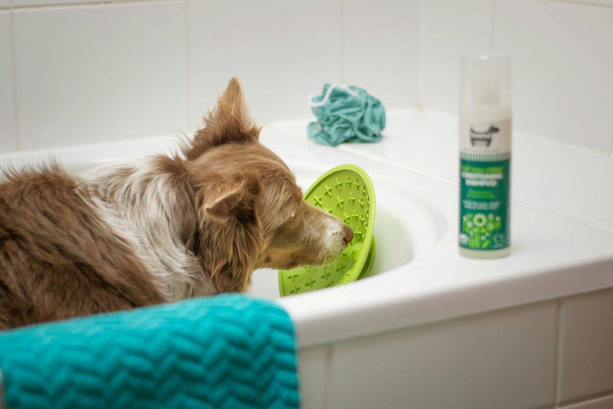 ilustrasi pet product (unsplash.com/moob)