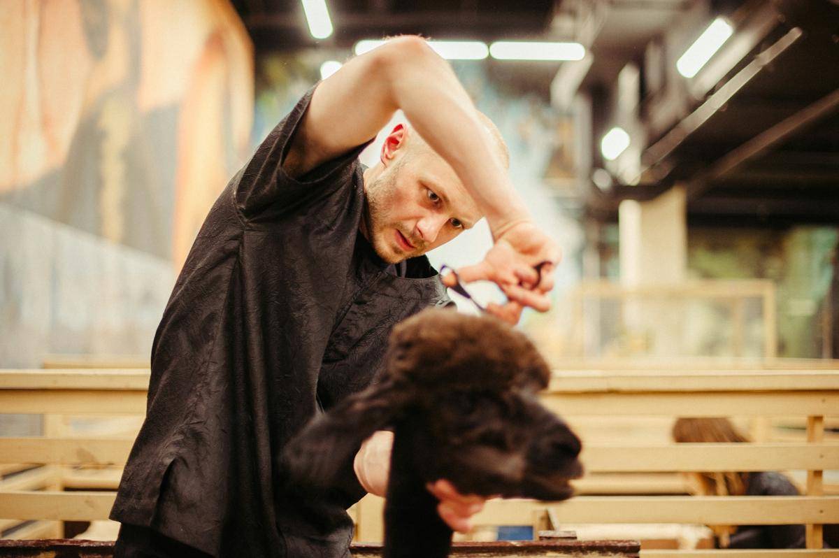 ilustrasi pet grooming (unsplash.com/boney)