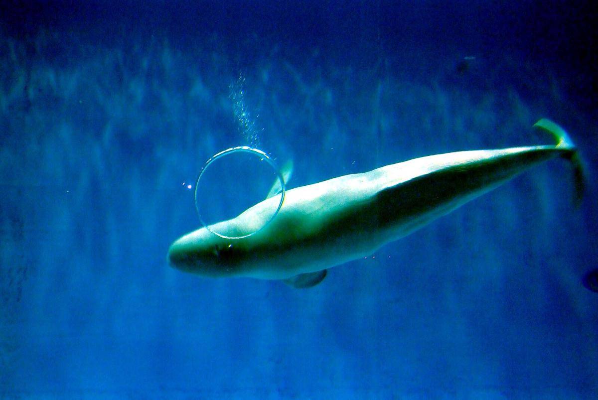 Potret paus beluga membuat gelembung (commons.wikimedia.org/SR EXR)  