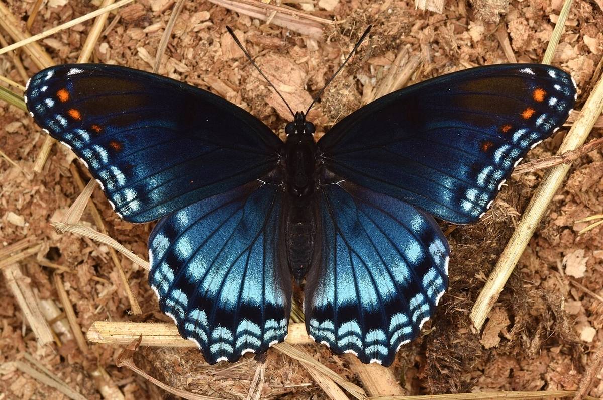 red spotted admiral (commons.wikimedia.org/Christina Butler)
