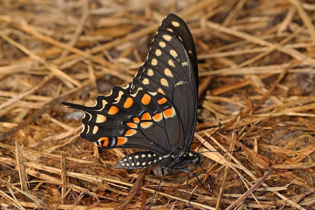 swallowtail hitam (commons.wikimedia.org/Judy Gallagher)