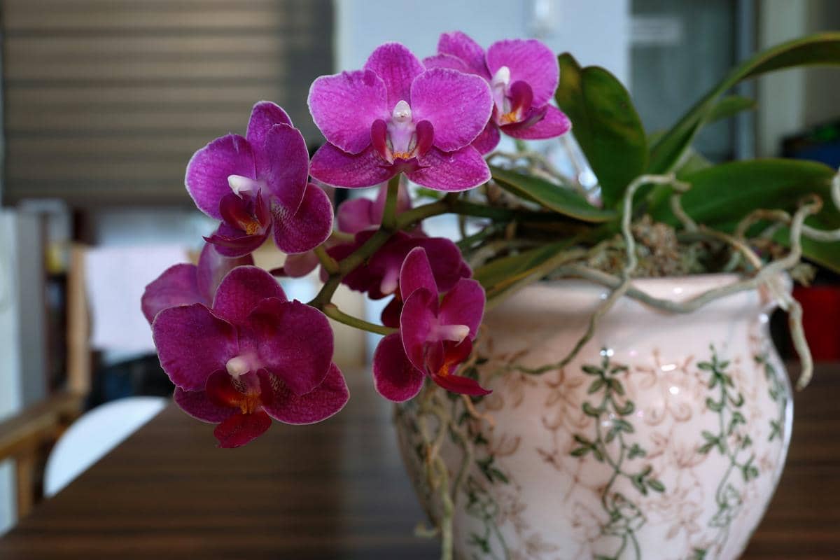 ilustrasi anggrek bulan (unsplash.com/J. Young Jeong)