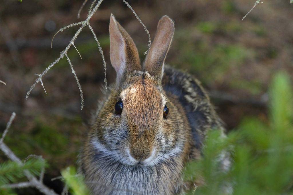 Appalachian Cottontail