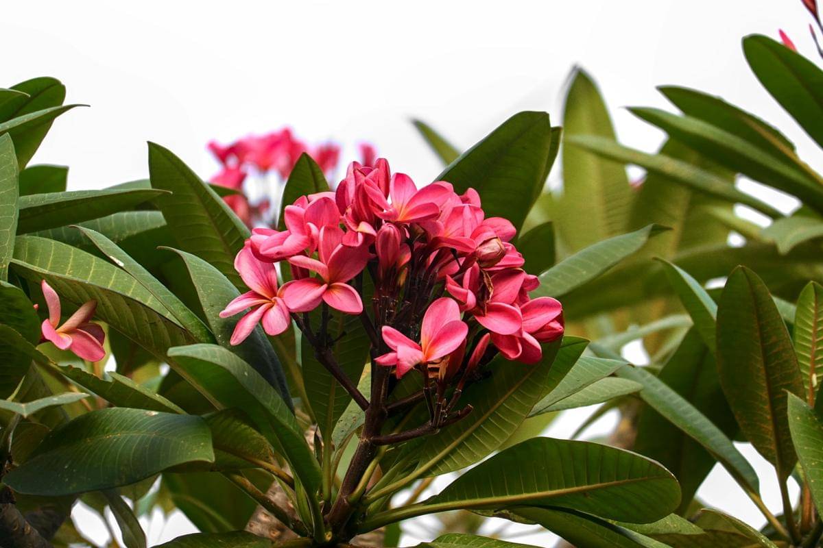 ilustrasi tanaman plumeria