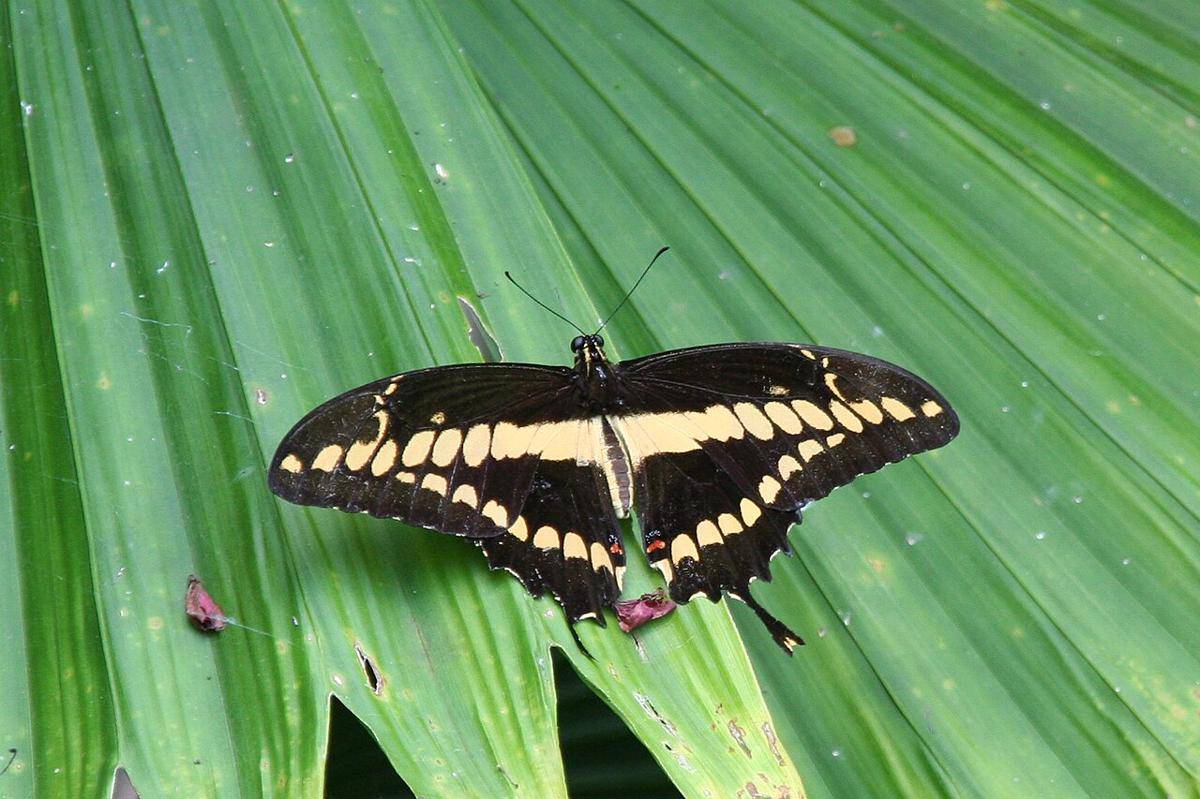 swallowtail raksasa timur (commons.wikimedia.org/Sander van der Molen)