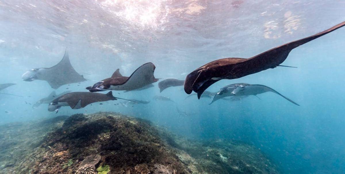 Potret kawanan ikan pari manta (pexels.com/Emma Li)  