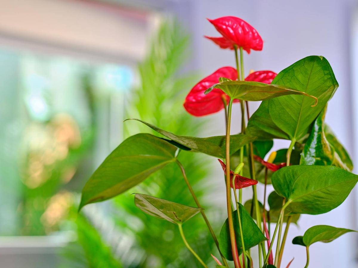ilustrasi anthurium (pexels.com/Engin Akyurt)