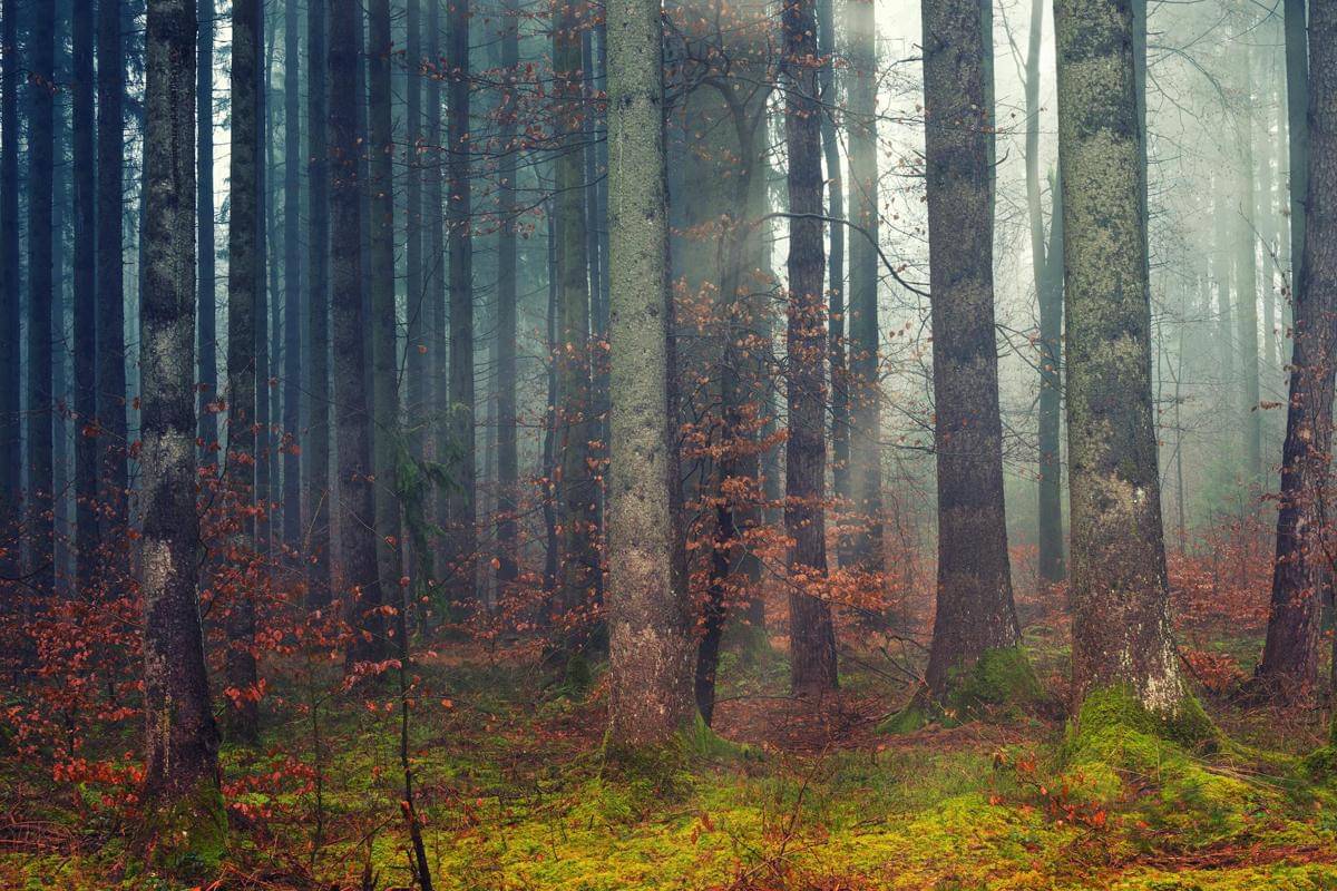 Hanya ada tiga negara yang menyumbang lebih dari 60 persen luas hutan primer dunia, yakni Rusia, Kanada, dan Brasil.