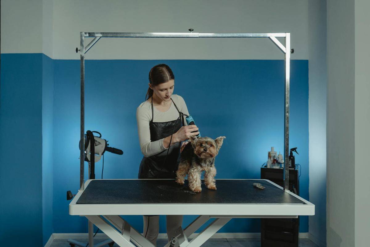 ilustrasi pet grooming (pexels.com/Tima Miroshnichenko)
