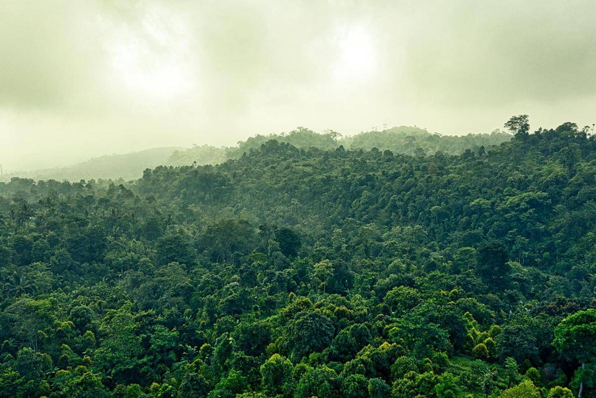 Setiap tahun, hutan primer terus mengalami penurunan luas secara signifikan seiring dengan masuknya manusia ke sekitar ekosistem tersebut.
