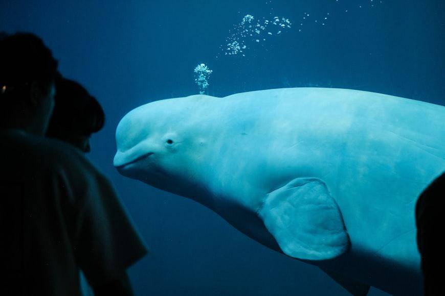 Potret beluga (unsplash.com/insung yoon)  