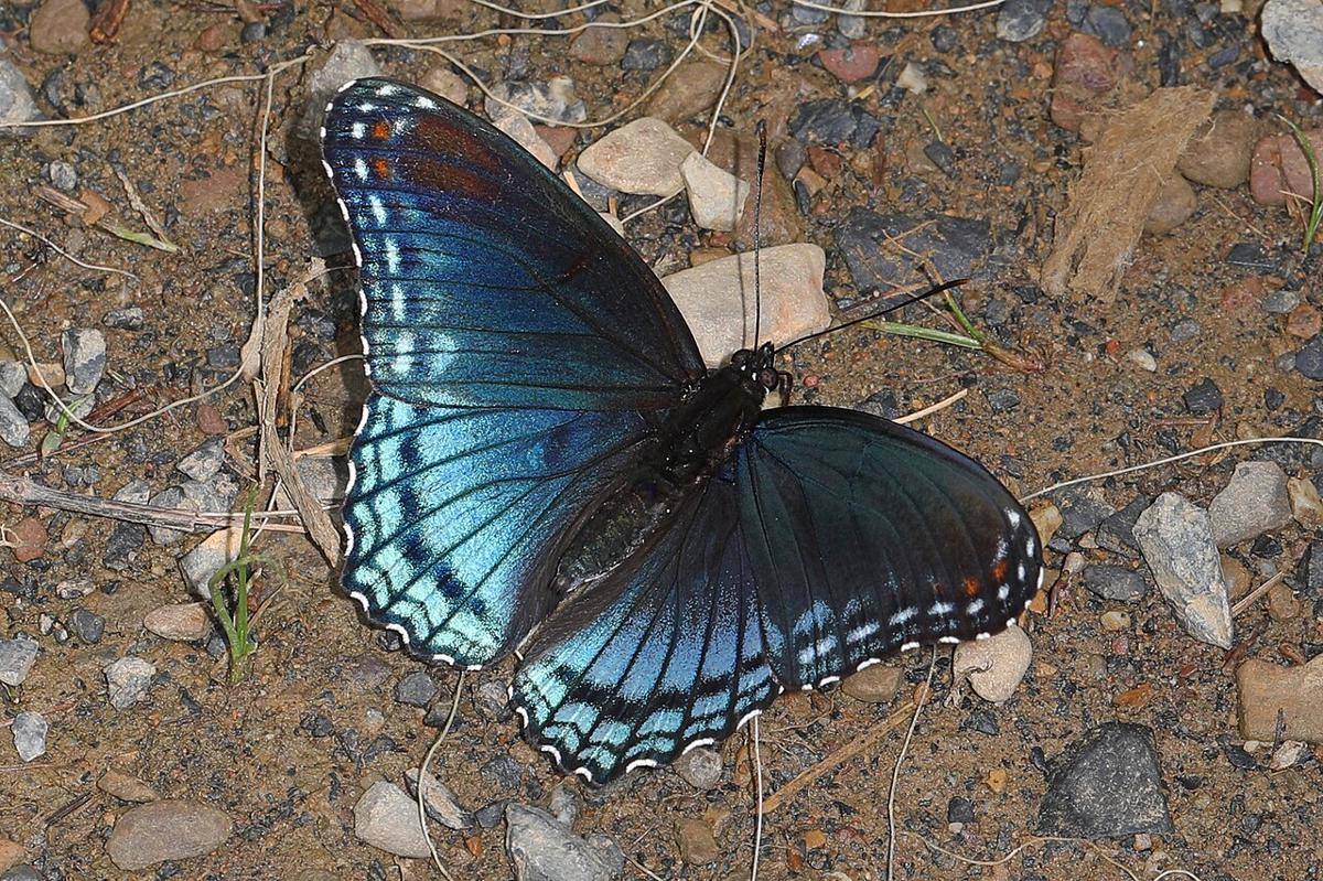 red spotted admiral (commons.wikimedia.org/Judy Gallagher)