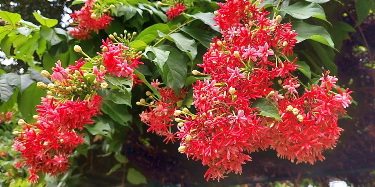 ilustrasi tanaman melati belanda