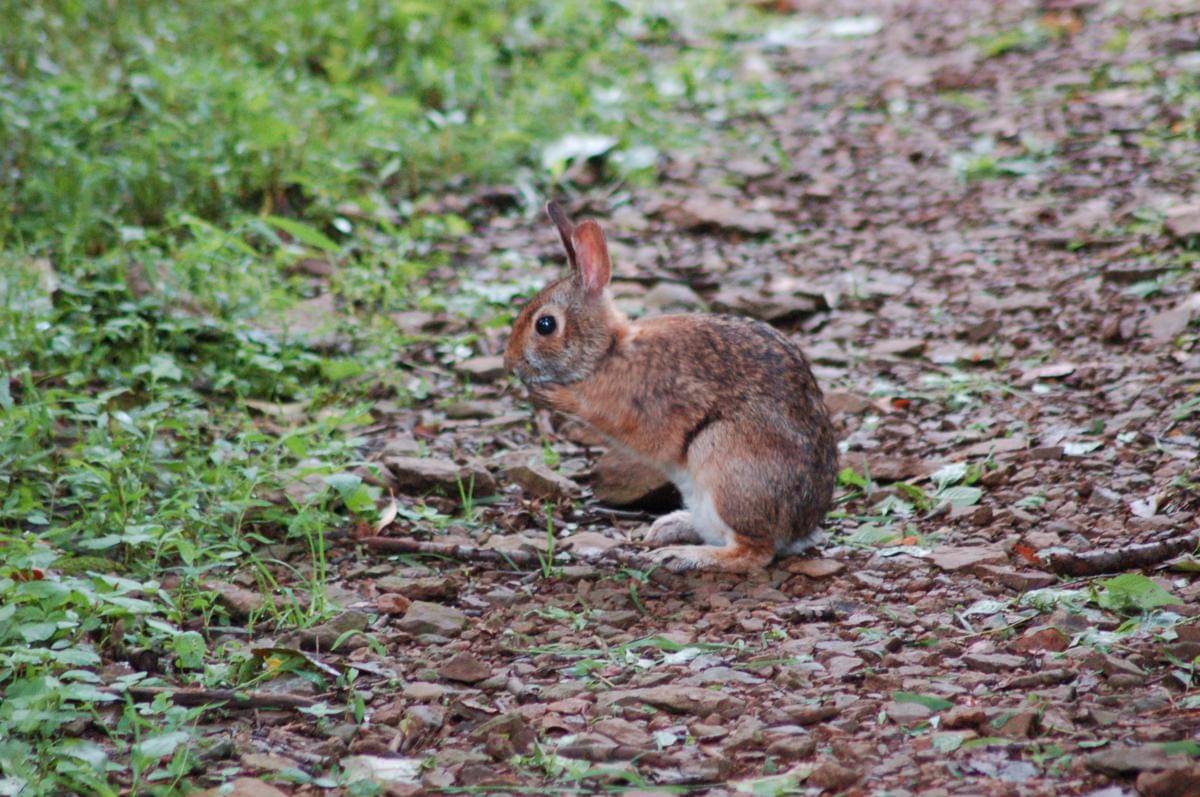 Appalachian Cottontail