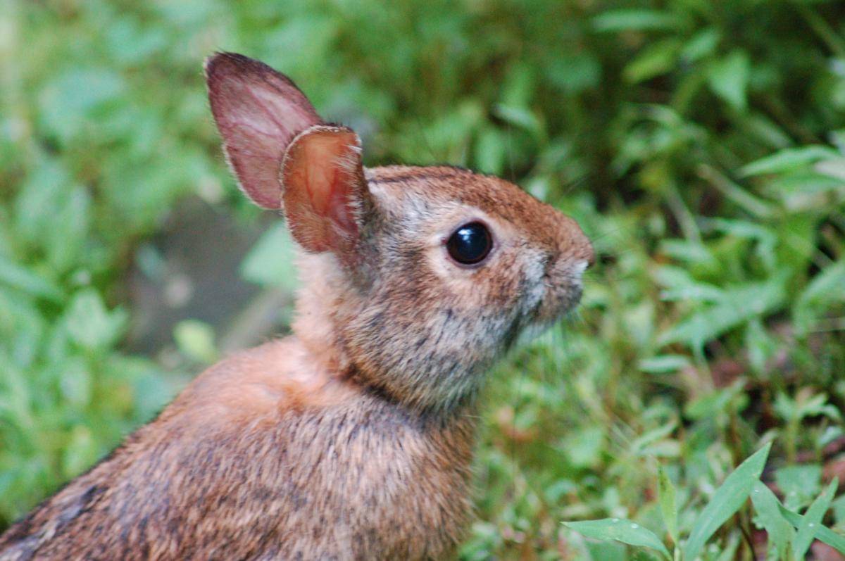 Appalachian Cottontail