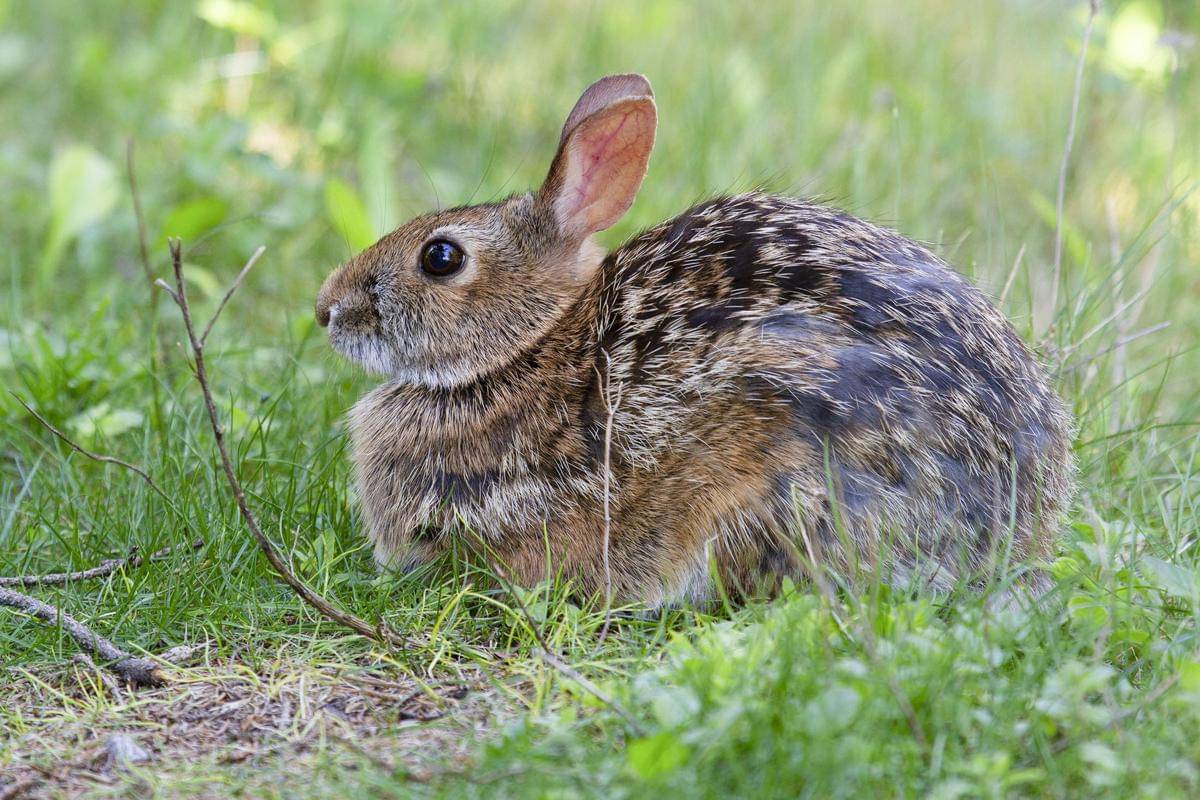 Appalachian Cottontail