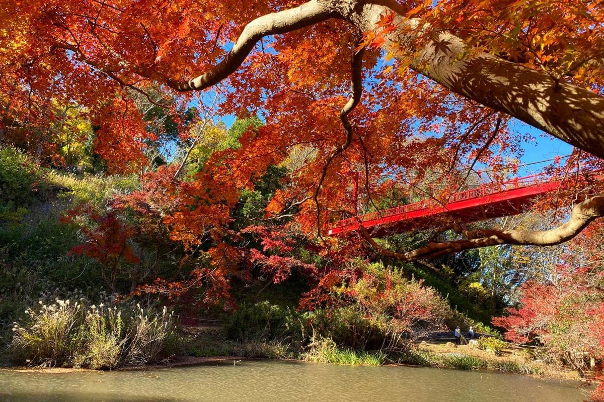 Taman Alam Izumi, Chiba (photo-ac.com/cattraveler141)