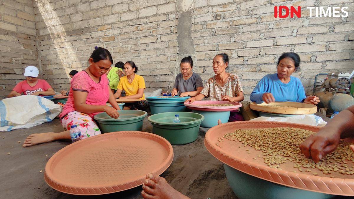 Petani kopi di Kintamani, Bali (IDN Times/Yosafat Diva Bayu Wisesa)