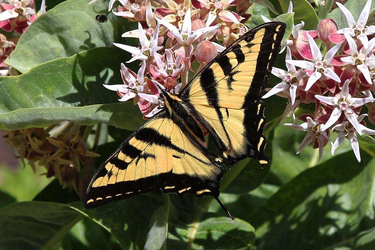 swallowtail harimau barat (commons.wikimedia.org/Judy Gallagher)