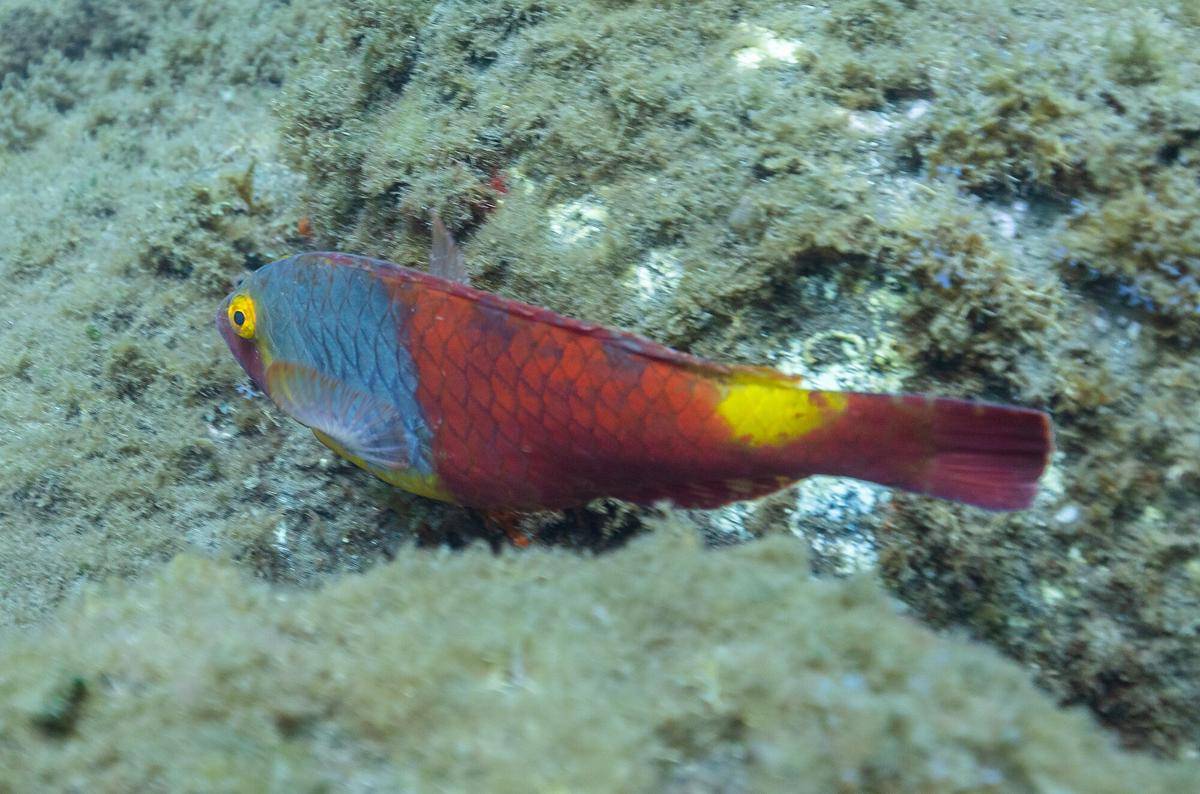 Ikan Kakatua Mediterania