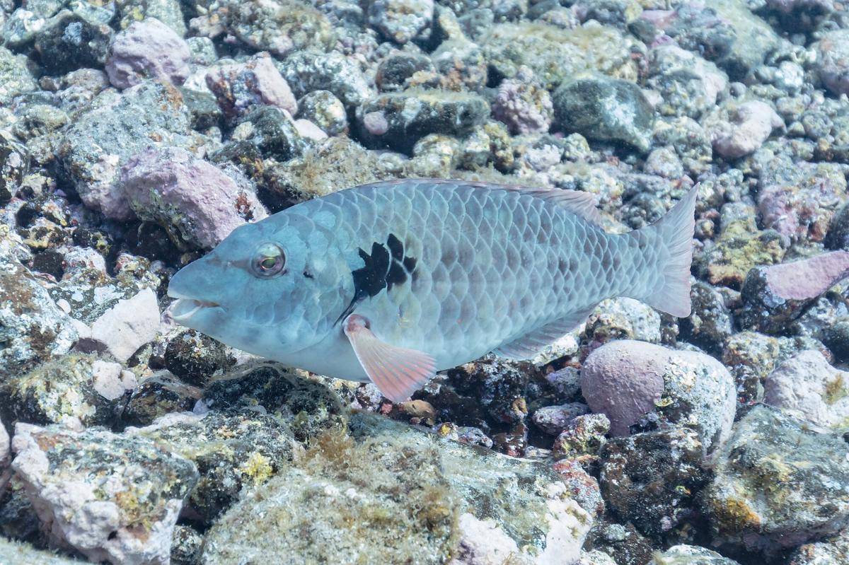 Ikan Kakatua Mediterania
