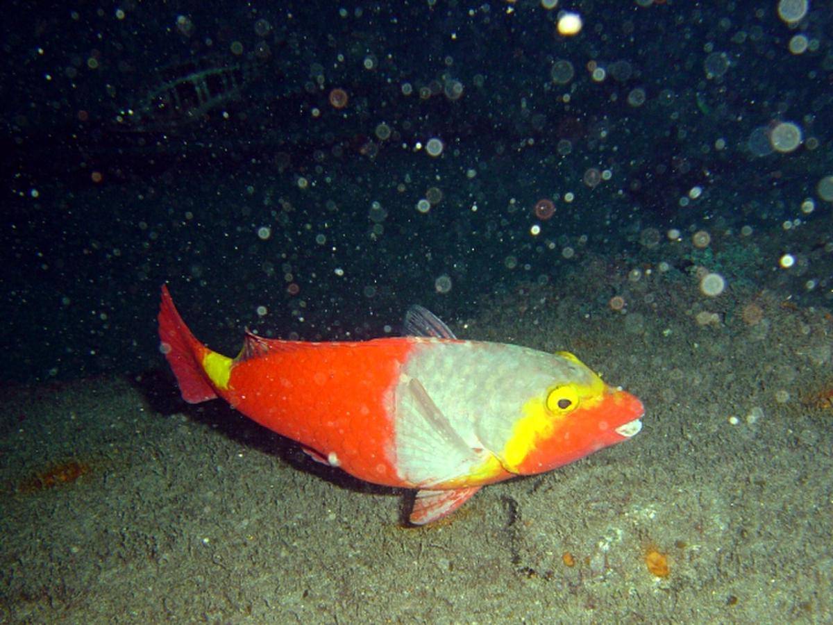 Ikan Kakatua Mediterania