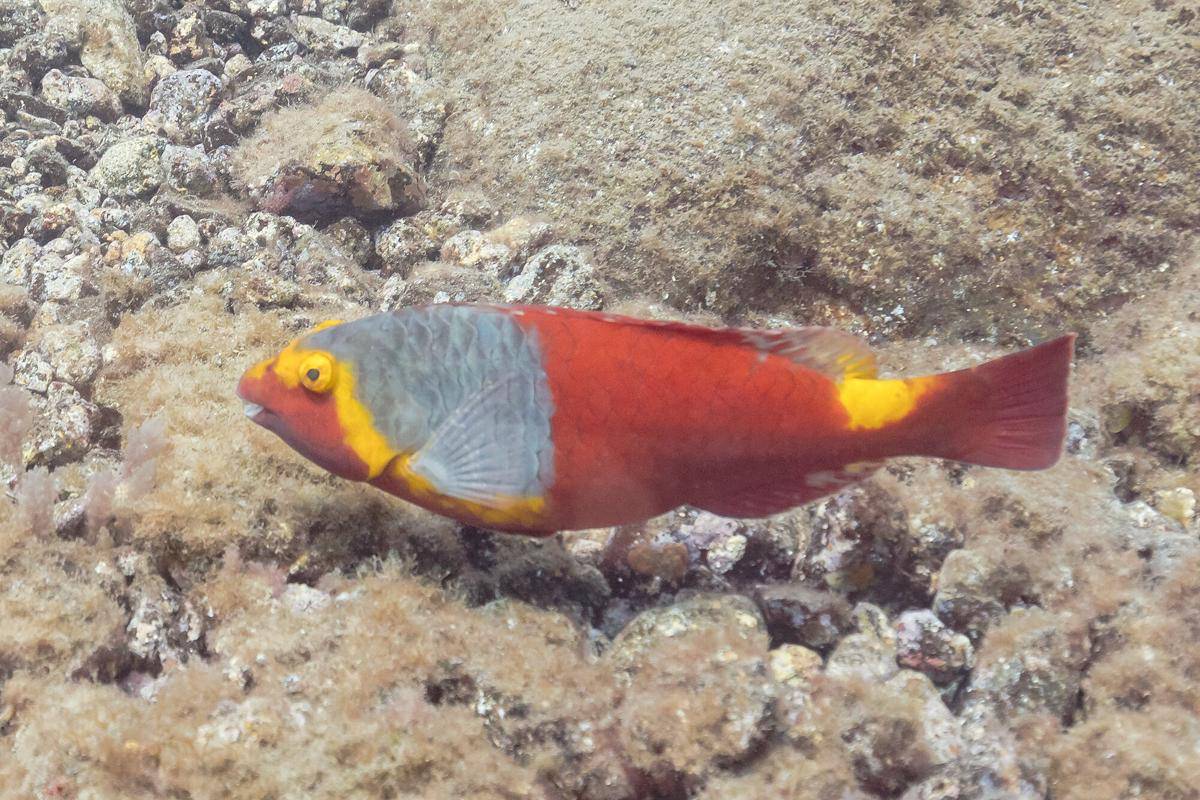 Ikan Kakatua Mediterania