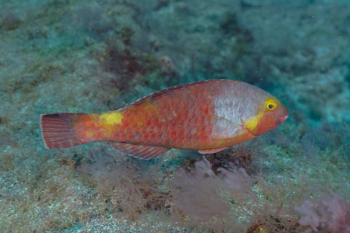 Ikan Kakatua Mediterania