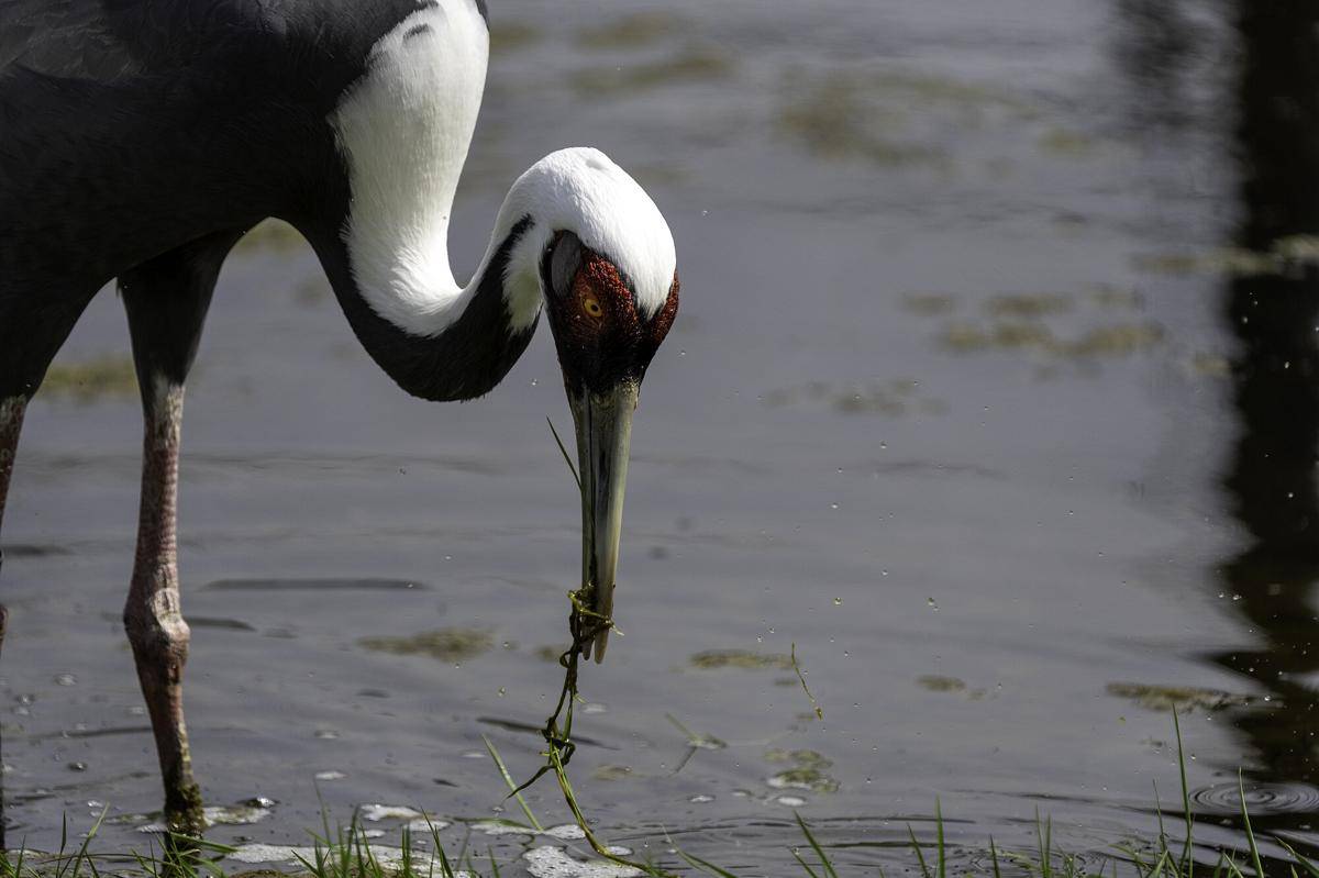 White Naped Crane