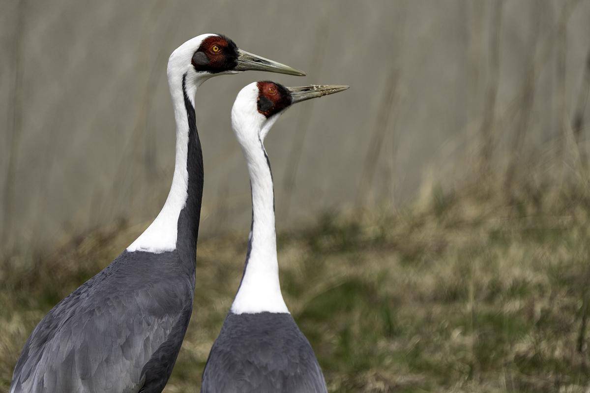 White Naped Crane