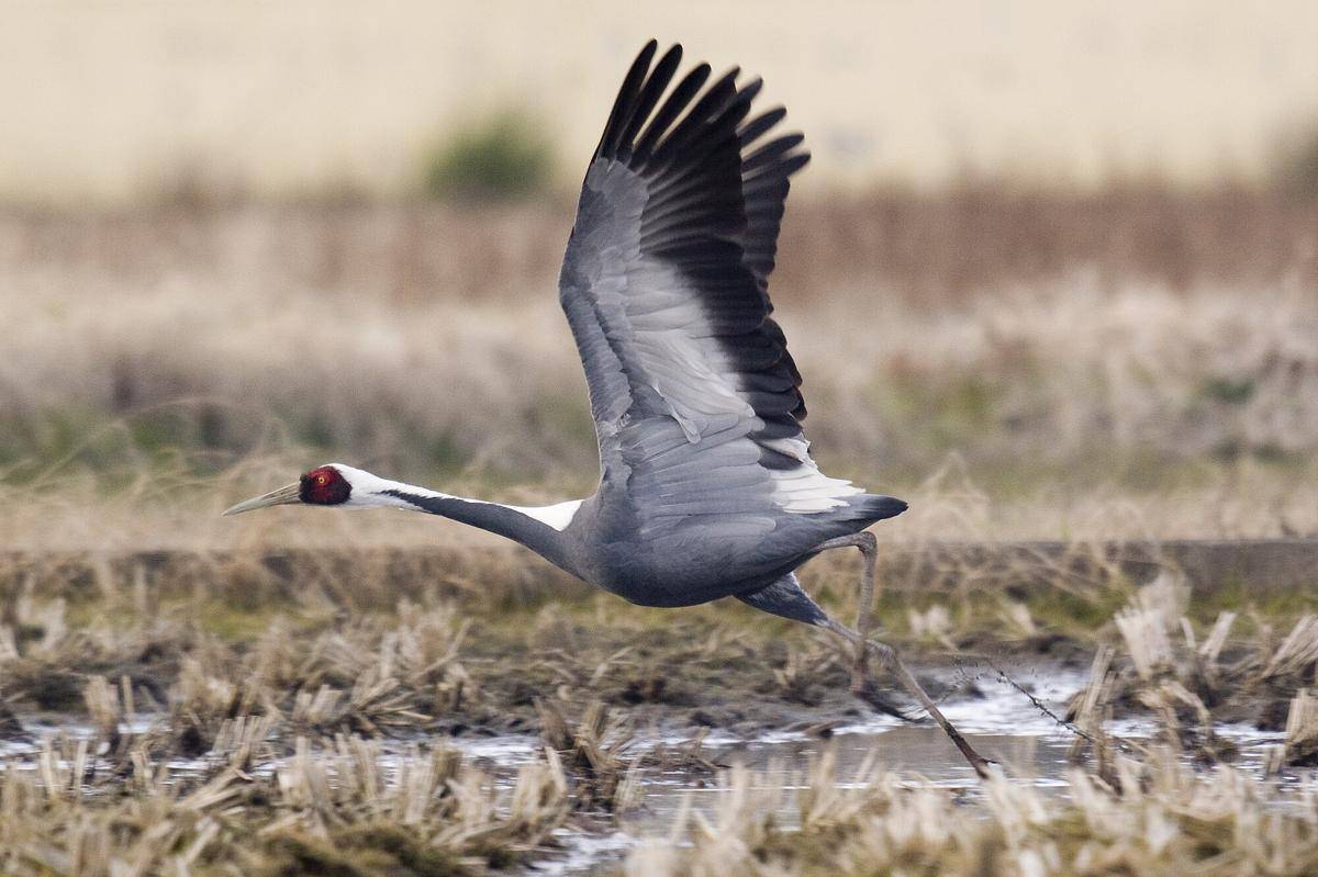 White Naped Crane