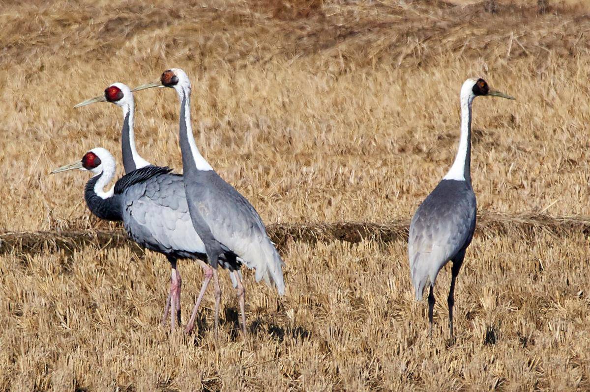 White Naped Crane