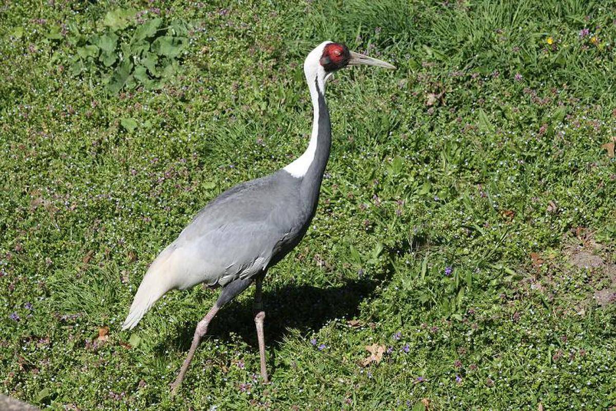 White Naped Crane