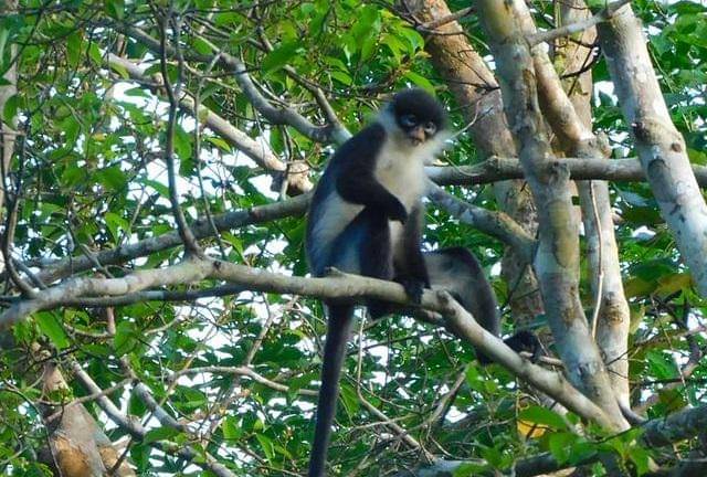 potret kekah natuna di atas pohon
