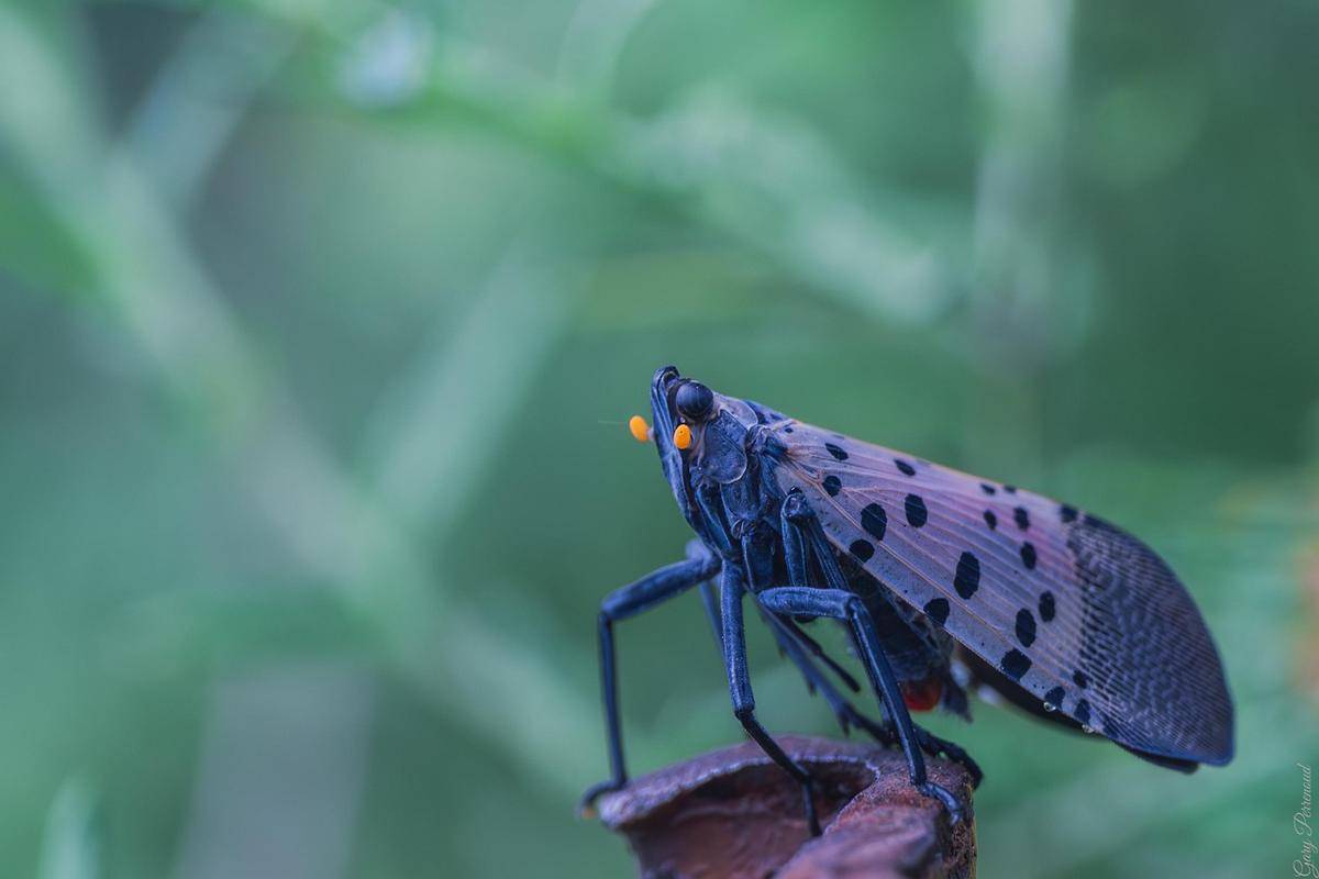 Spotted Lanternfly