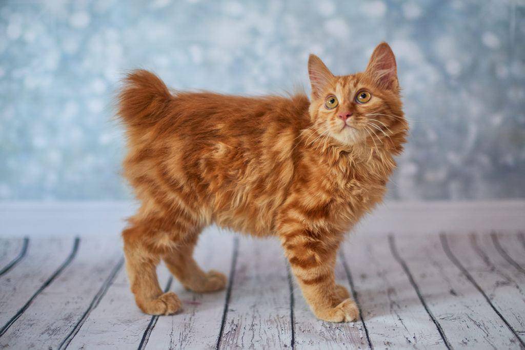 kucing Korean Bobtail (youtube.com/AnimalVerse)