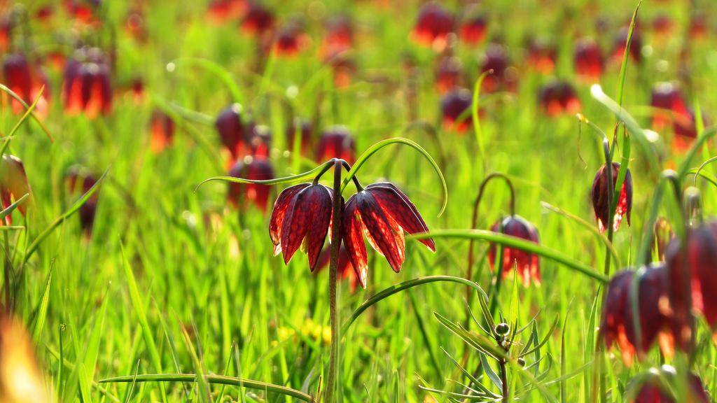Snake's Head Fritillary