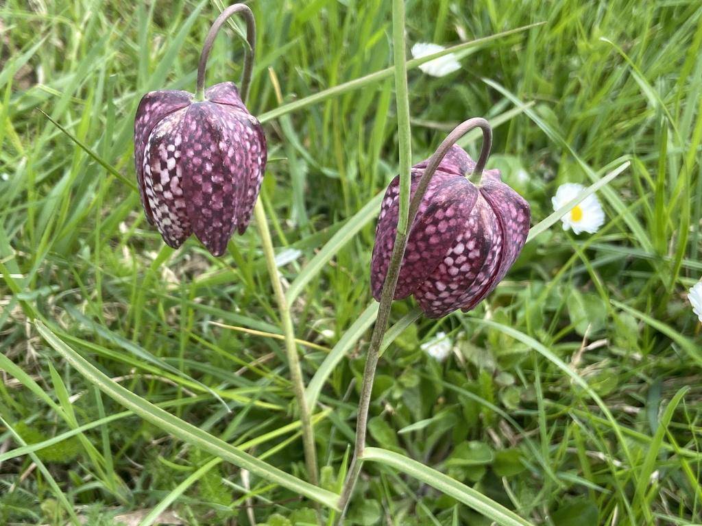 Snake's Head Fritillary