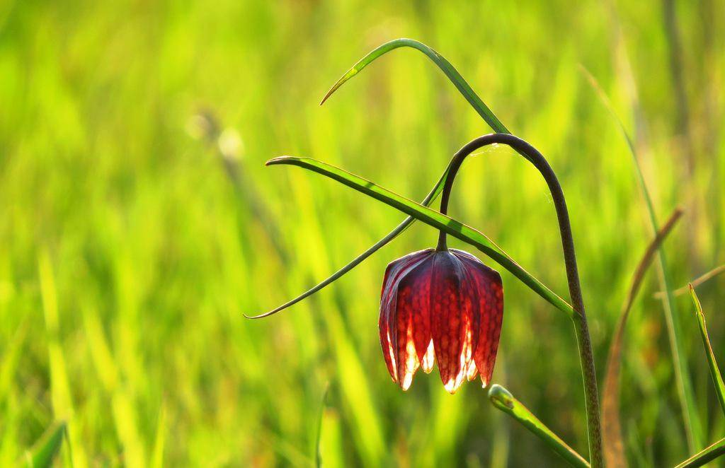 Snake's Head Fritillary
