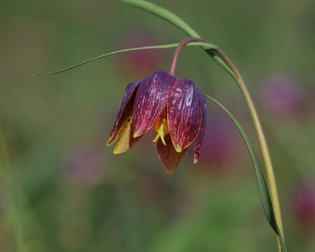 Snake's Head Fritillary