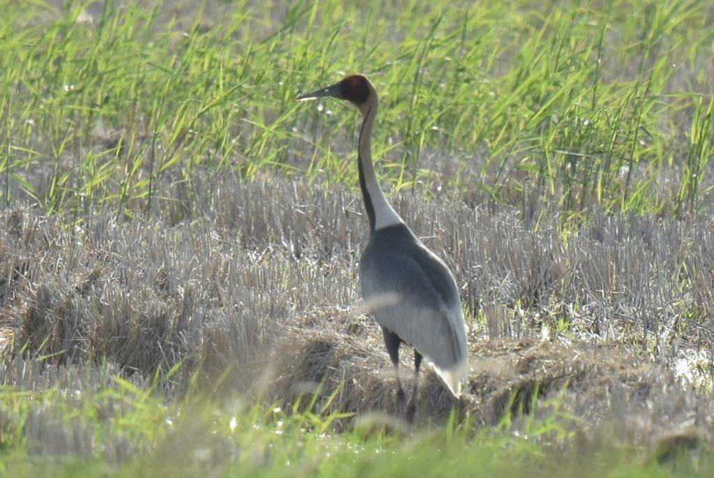 White Naped Crane