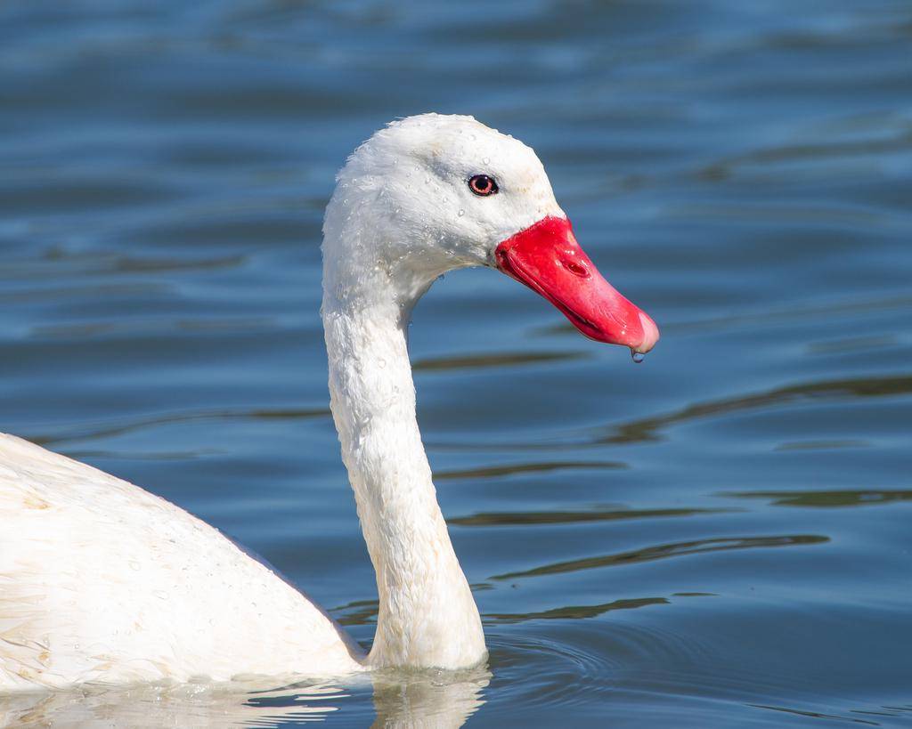 Coscoroba Swan