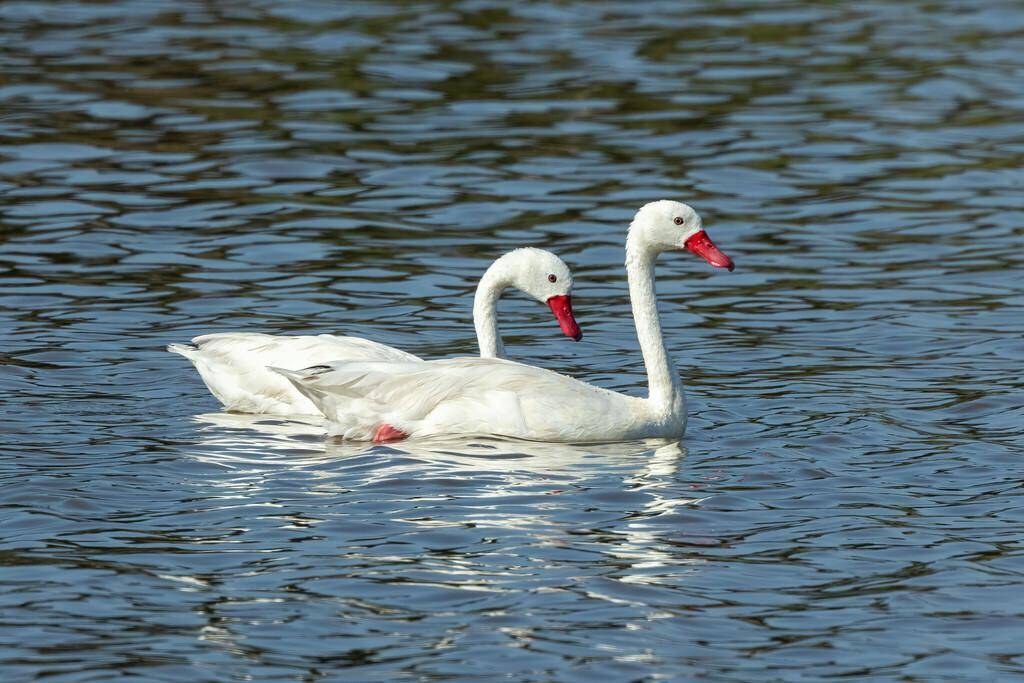 Coscoroba Swan