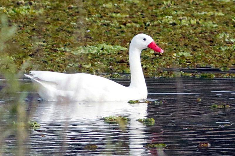 Coscoroba Swan