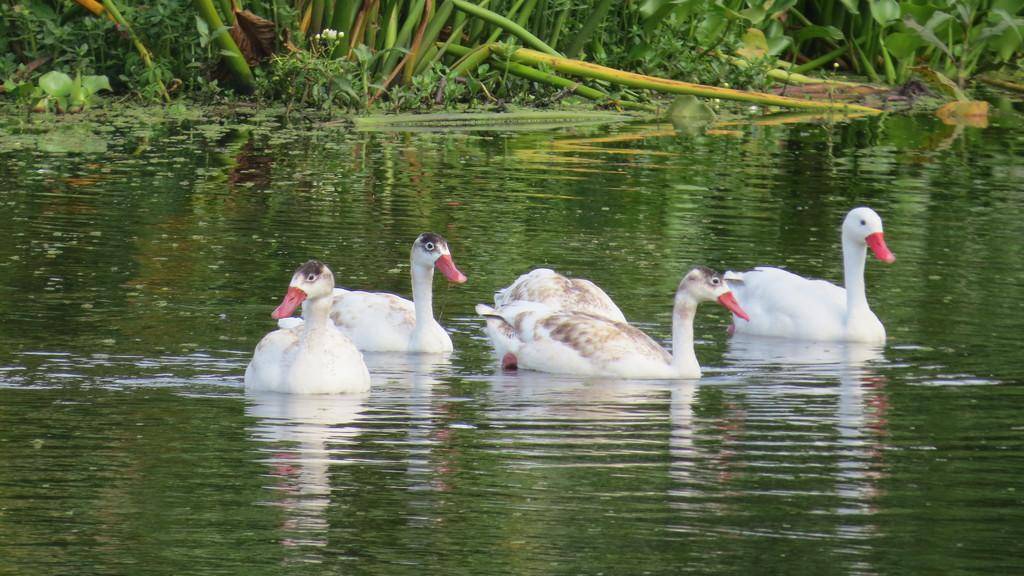 Coscoroba Swan