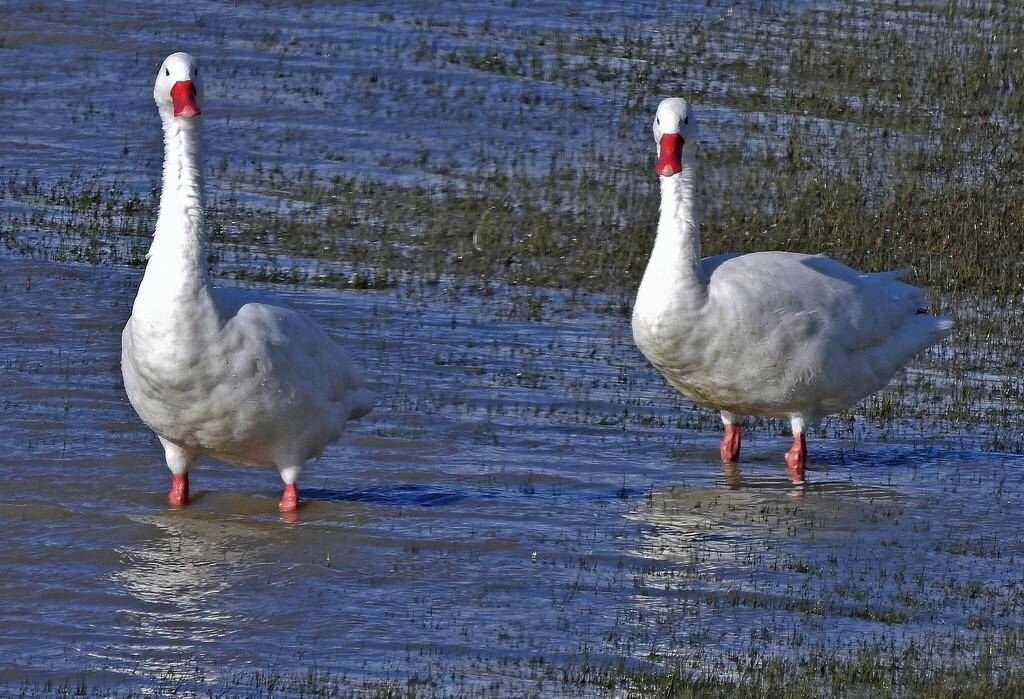 Coscoroba Swan