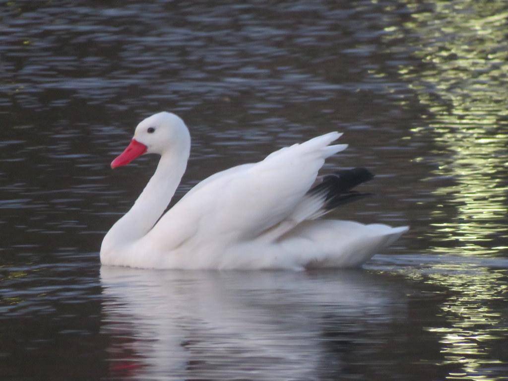Coscoroba Swan
