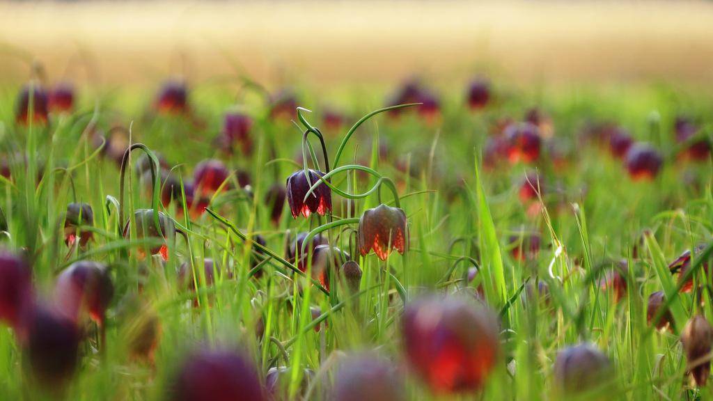 Snake's Head Fritillary