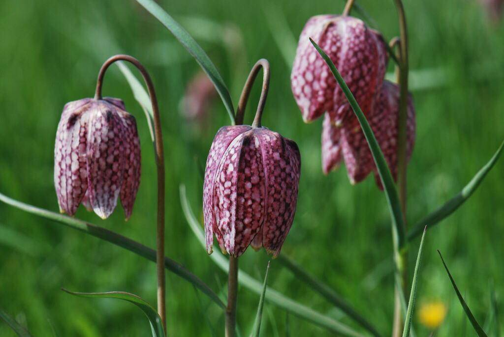 Snake's Head Fritillary