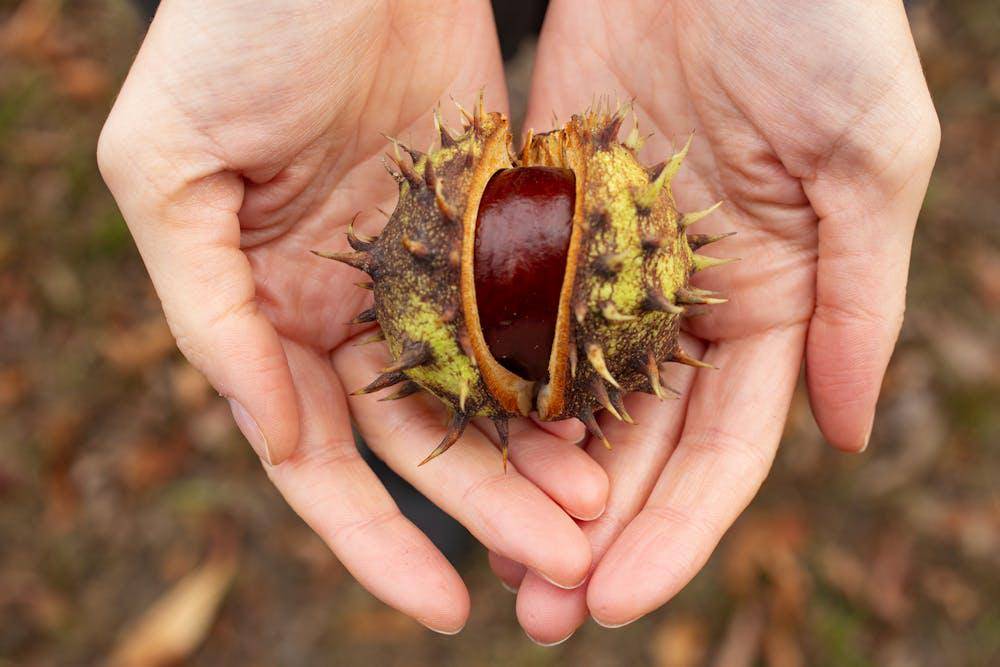 ilustrasi chestnut